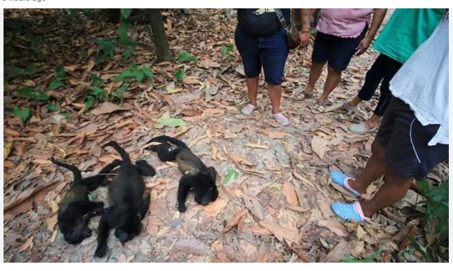 Howler monkeys drop dead during Mexico heat wave