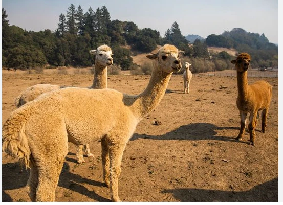 Bird flu detected in alpacas in US for the first time