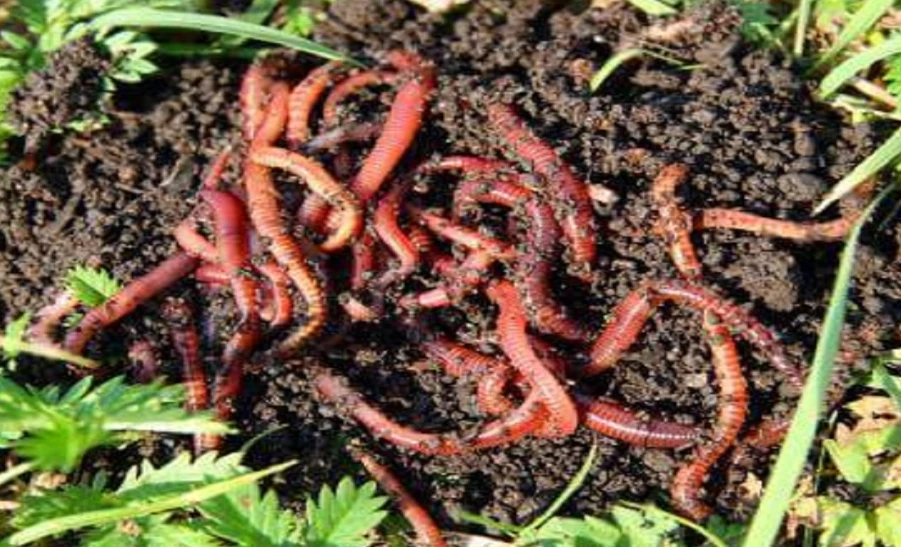 Faisalabad PHA turns to earthworms for composting in major parks