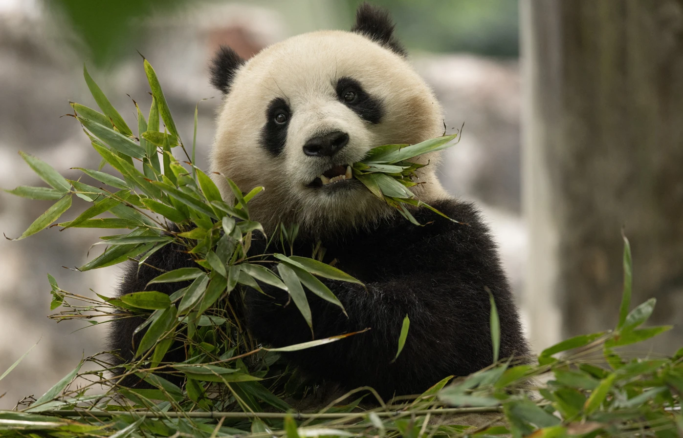 Panda diplomacy is back: China sending two bears to Washington