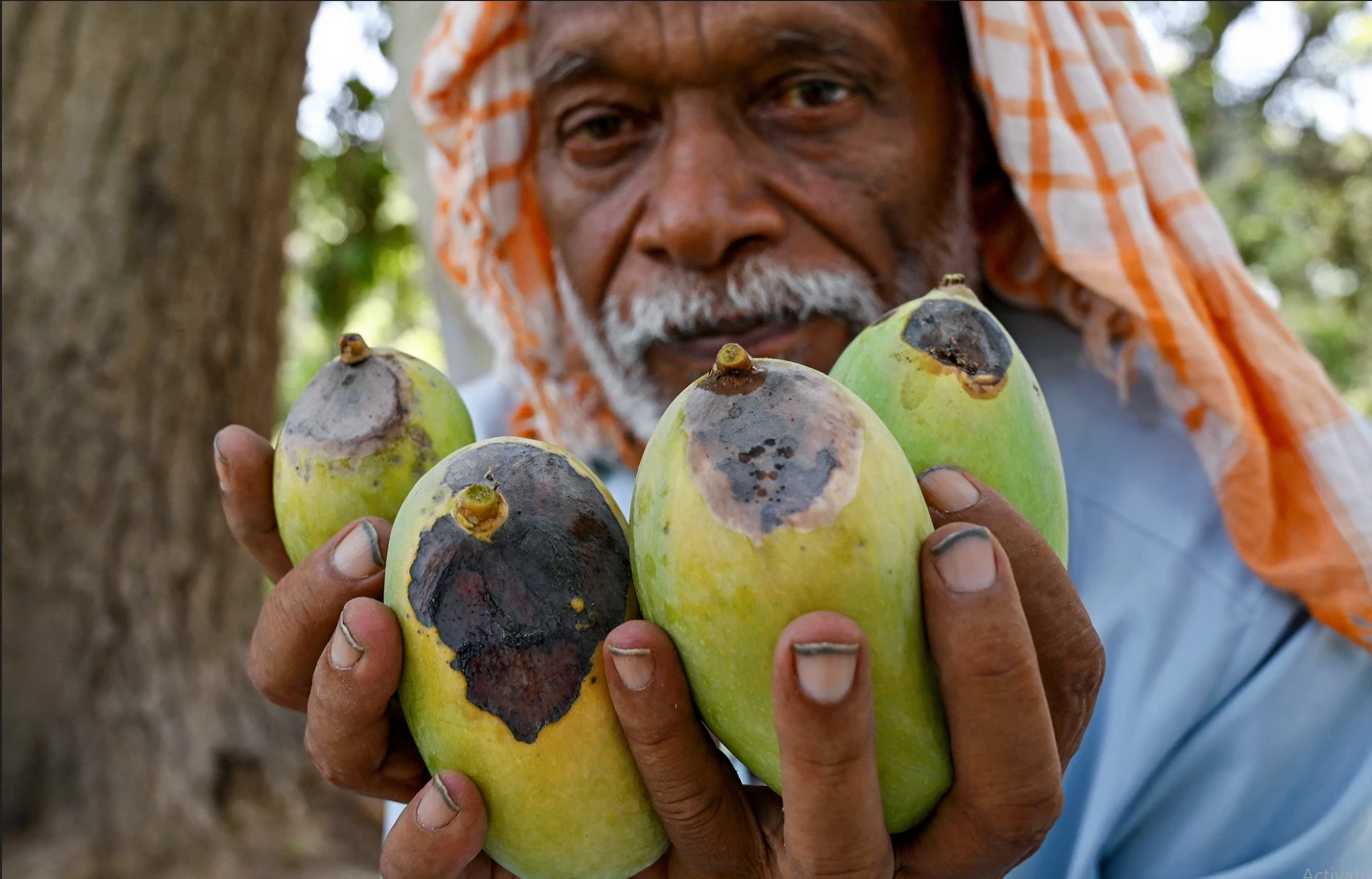 Pakistan farmers pin poor mango crop on climate change