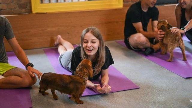 Dutch eye law to ban 'puppy yoga': official