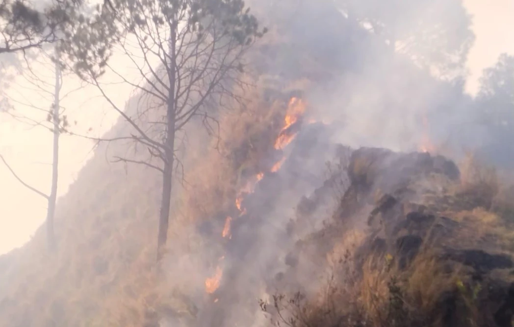 Hundreds of trees destroyed as fire spreads in Mirpur forests 