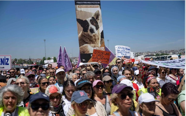 Thousands protest Turkish stray dog cull plan