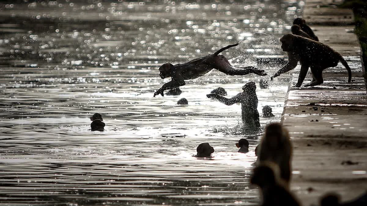 India heatwave hits wildlife as thirsty monkeys drown in well