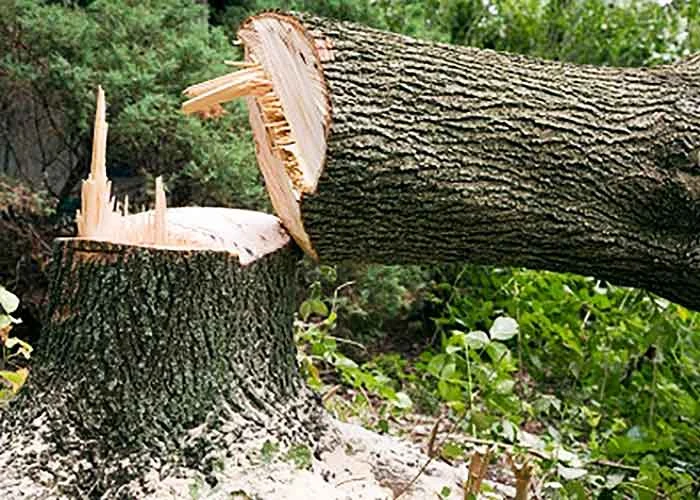 Indian Islamic centre warns Muslims against felling trees