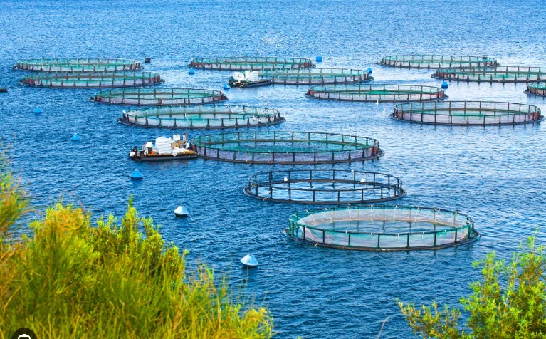 Aquaculture overtakes wild fisheries for first time: UN report