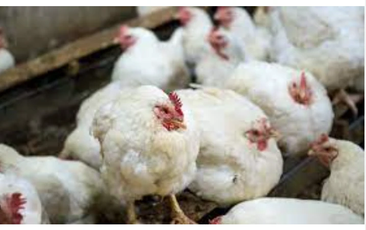 First human case of H5N2 bird flu died from multiple factors: WHO