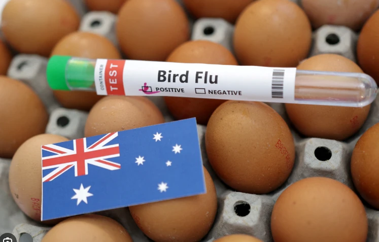 Girl in Australia, 2, struck with H5N1 bird flu: WHO