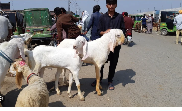 Sale of sacrificial animals banned under Section 144 on Lahore roads, streets