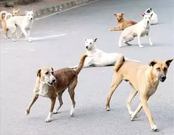 Herd of stray dogs scratch minor brother and sister in Karachi