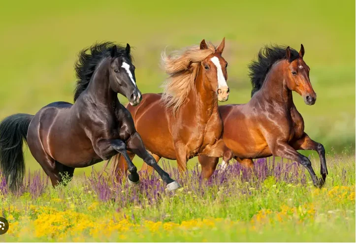 Wild horse species returns to the Kazakh steppes