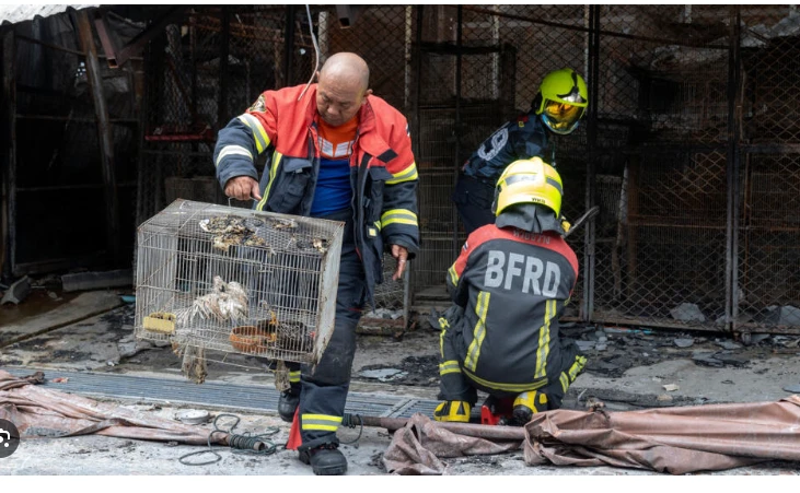 Animals killed as fire rips through Bangkok pet market