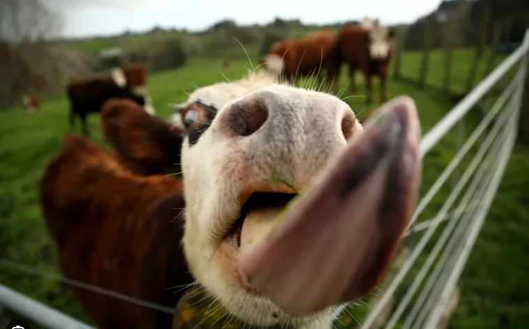 New Zealand scraps plan to tax livestock burps, farts