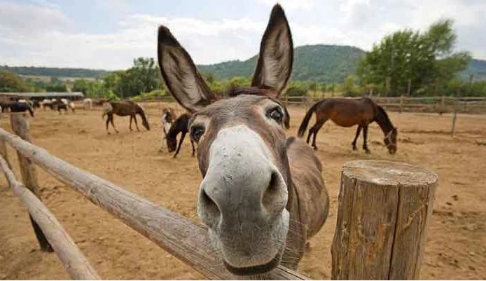 Pakistan has world's third largest number of donkeys