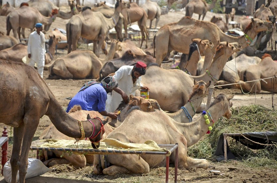 Pakistan's livestock number on the rise: Survey