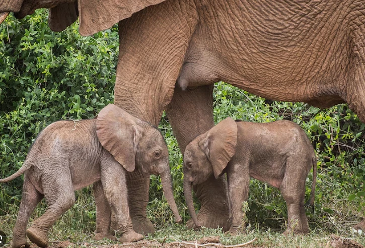 Rare elephant twins born in dramatic birth in Thailand