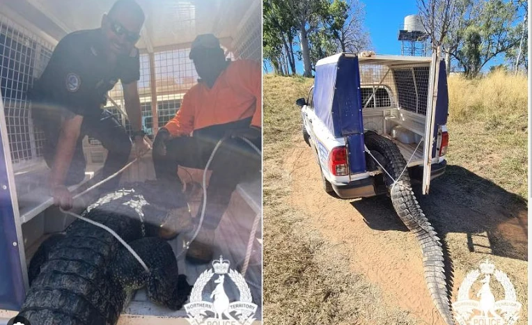 Aussie croc eats pet dogs, ends up in soup