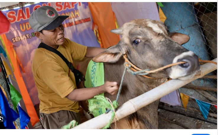 Indonesia salon gets cows in shape for Eid sacrifice