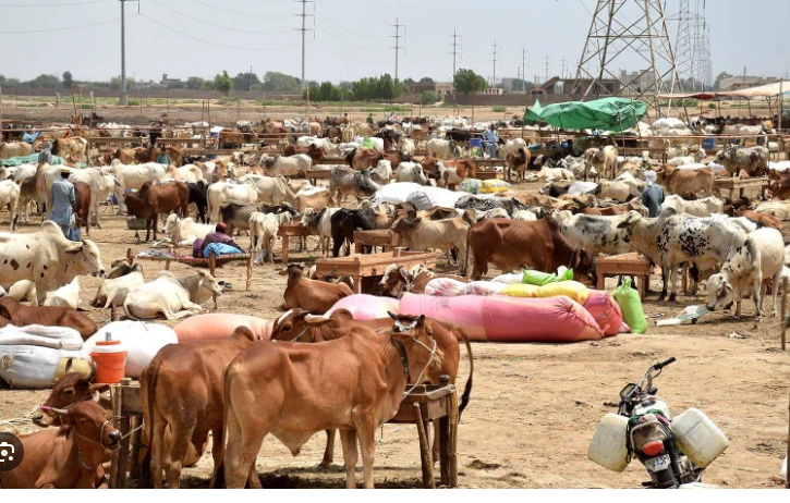 Sale of sacrificial animals outside cattle markets banned across Punjab