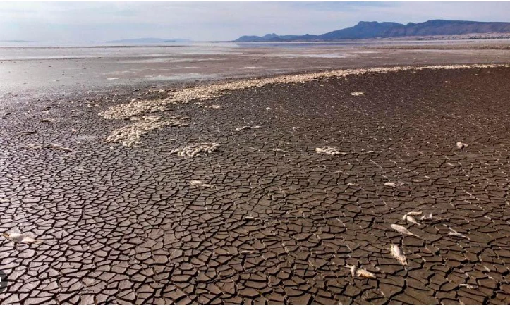 Thousands of fish dead as lake dries in Mexican drought