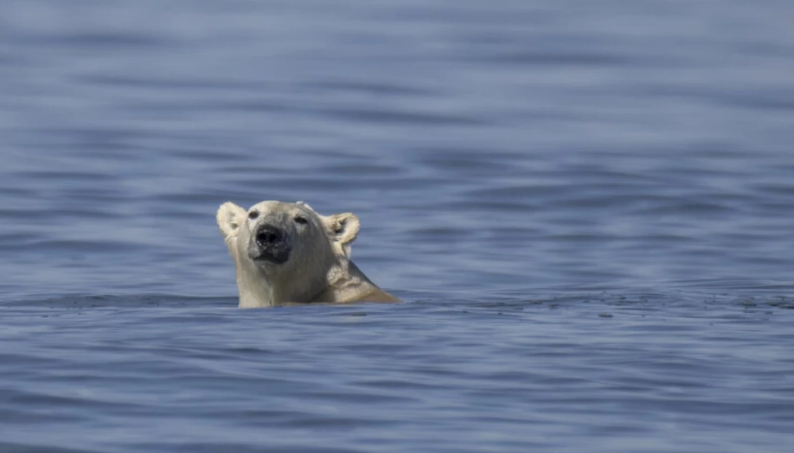 Polar bears could vanish from Canada's Hudson Bay if temperatures rise 2C