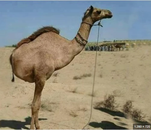 Police in Sanghar arrest man for chopping off camel’s leg