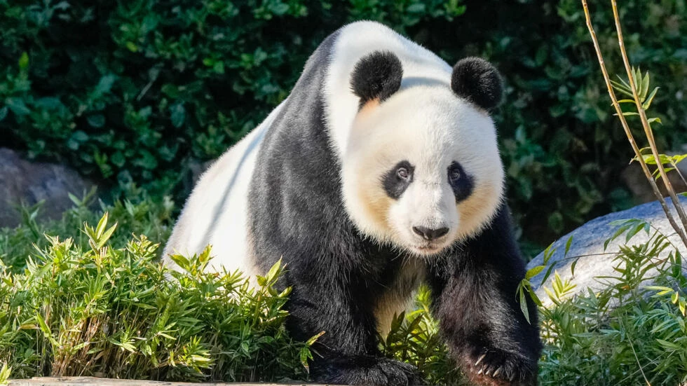 China to replace Australia's popular giant pandas