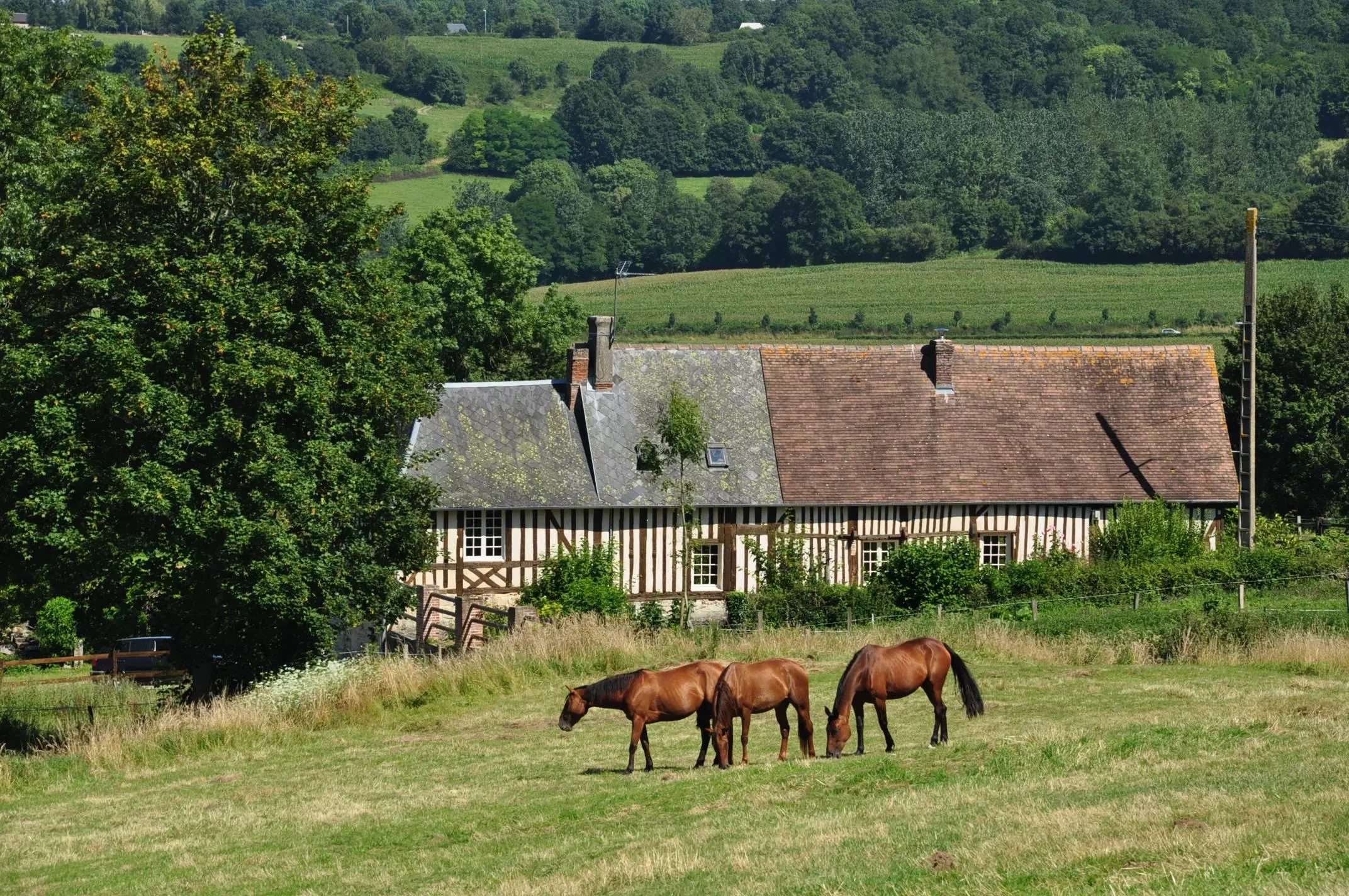 Stud farm fire kills 70 horses in France