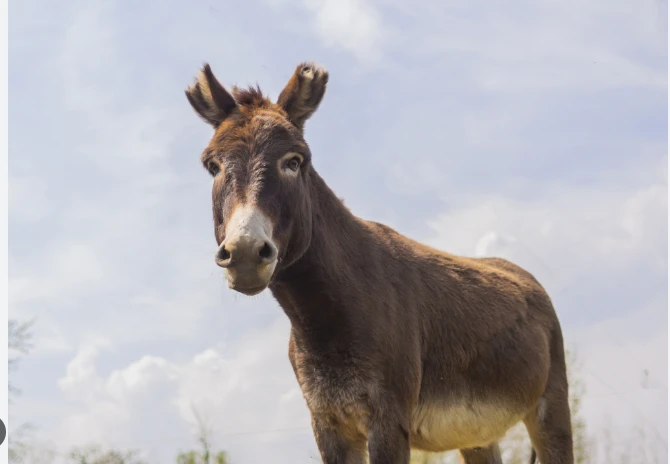 Cruel man cuts off donkey’s ears in Rawalpindi