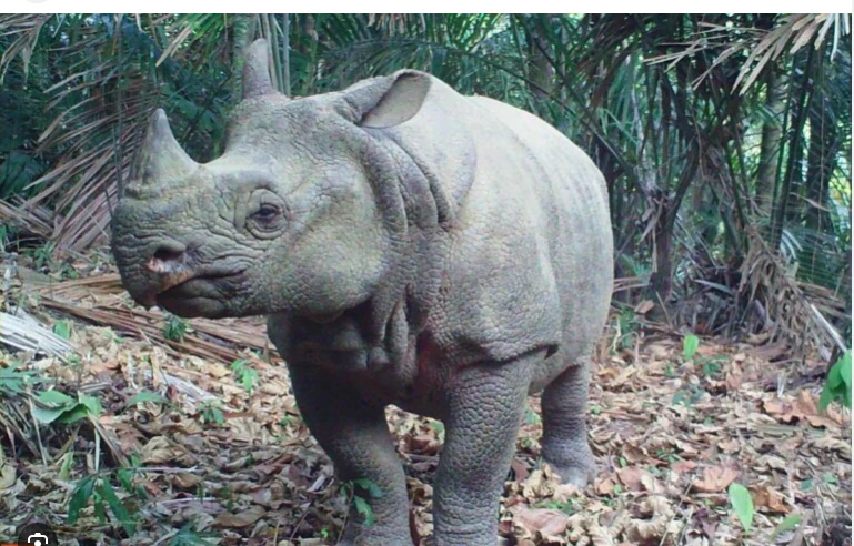 Javan rhino clings to survival after Indonesia poaching wave