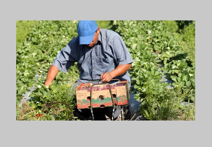 Indian farm worker dumped with severed arm dies in Italy