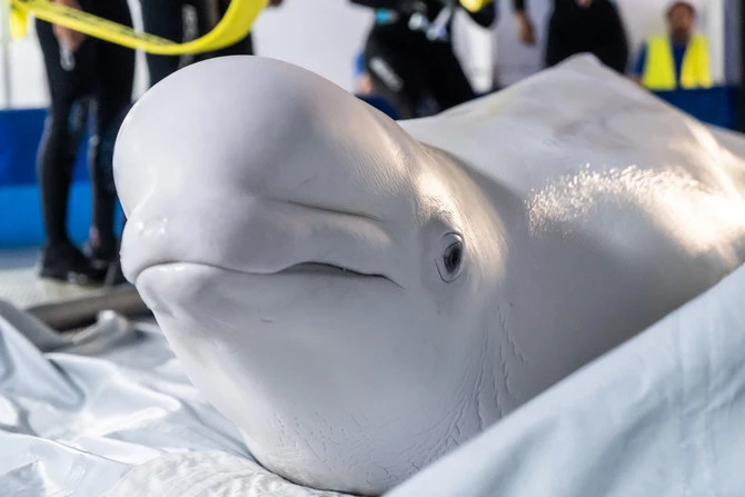 Two beluga whales evacuated to Spain from war-torn Ukraine