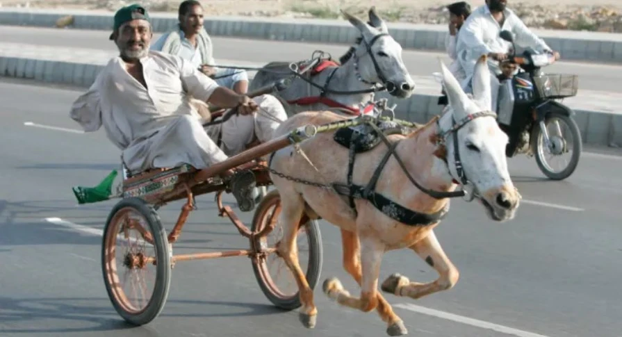 50 donkey carts participate in Commissioner Karachi race