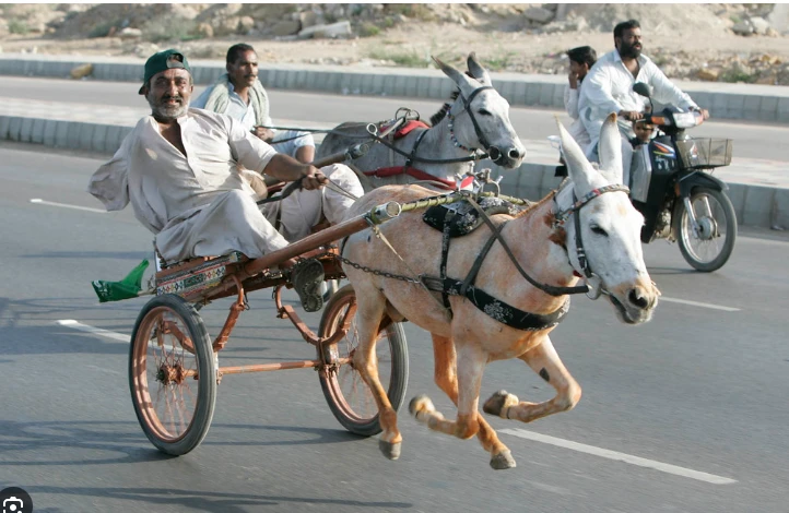 Karachi Donkey Race to hit the road tomorrow