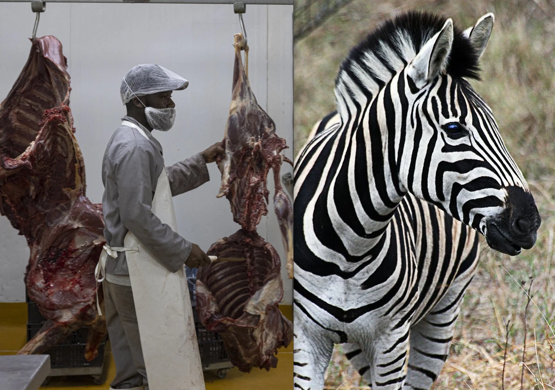 S.Africa to dish up more zebra to boost jobs and conservation