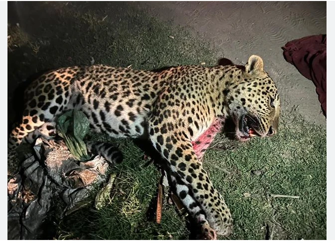 Villagers chase, kill leopard in Dera Bugti