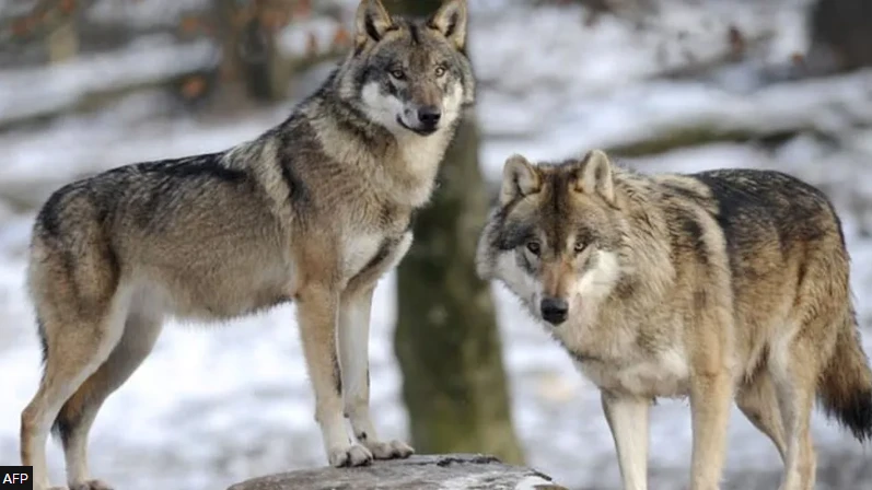 Wolf attack at French zoo leaves woman fighting for life