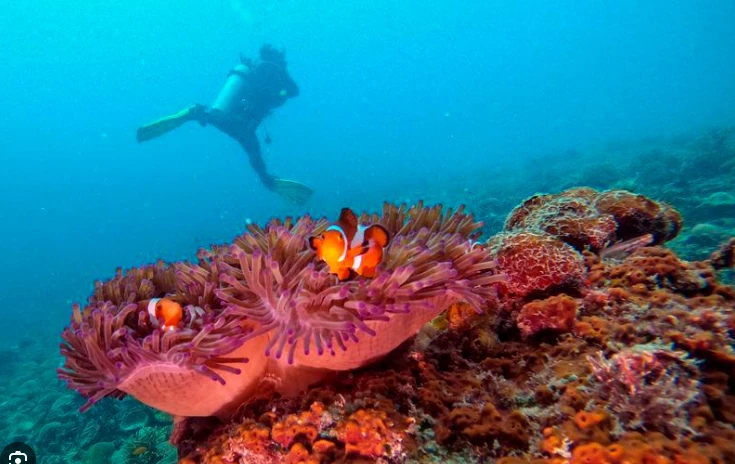 Bleaching affects 50 percent of marine park reefs in Malaysia