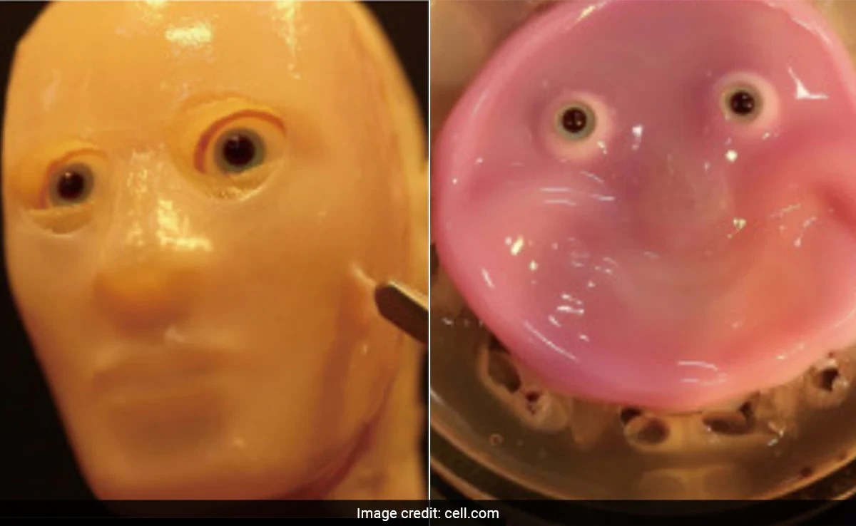 Japan scientists make smiling robot with 'living' skin