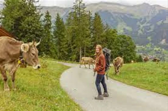 Hiker dies in cow herd charge in Austrian Alps