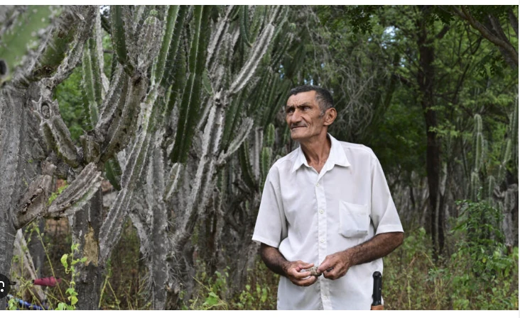 Planting giant cactus to stave off desertification in Brazil