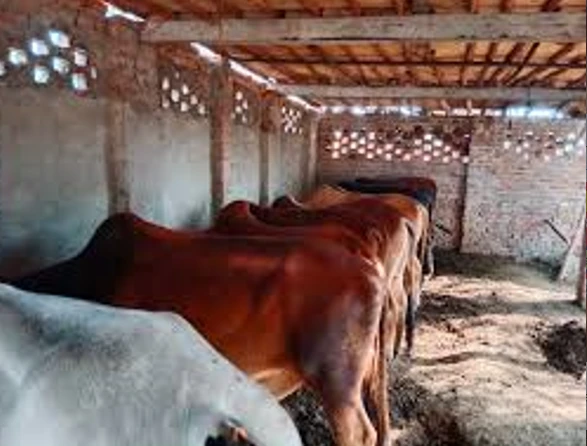 Influential people set fire to 6 cattle of farmer over personal grudges in Sargodha