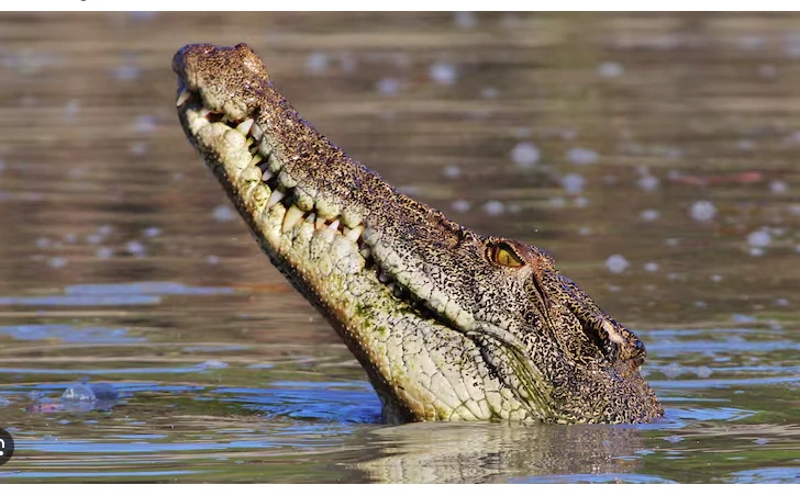 Child missing after crocodile attack in Australia