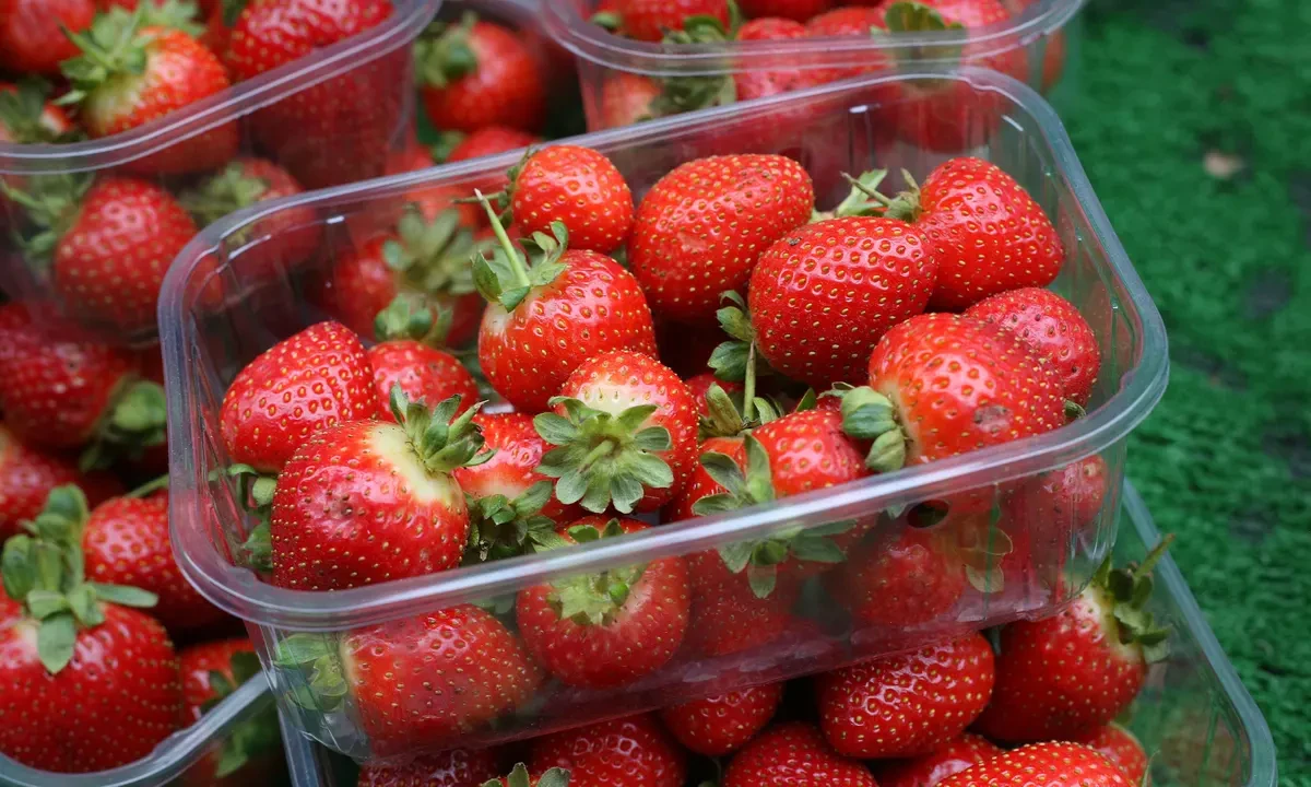 Wimbledon strawberries 'perfect' despite soggy spring