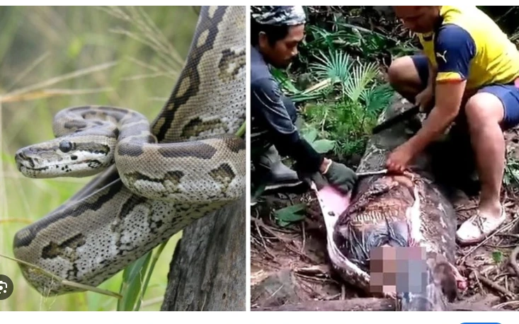 Woman found dead swallowed by python in Indonesia