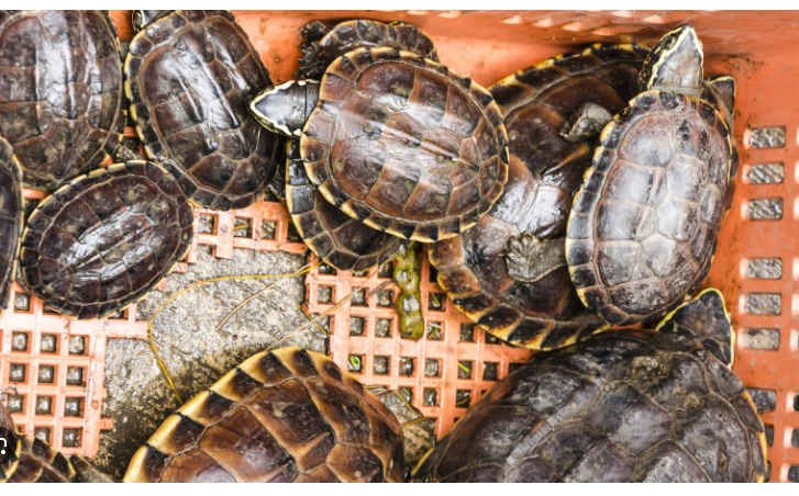 Malaysia busts Ninja Turtle Gang