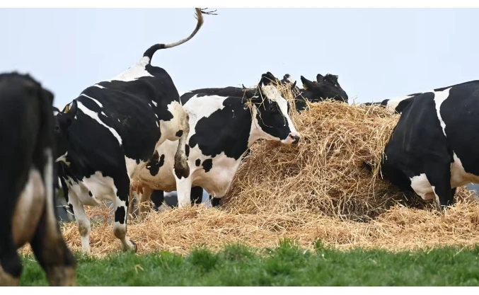 Denmark to introduce world's first livestock carbon tax