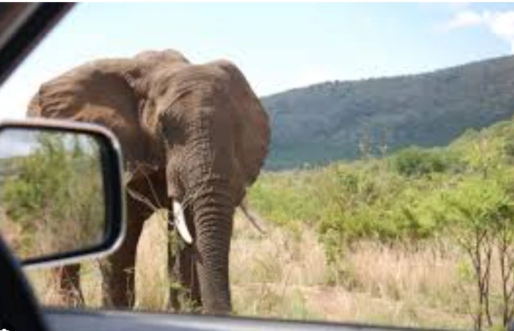 Spanish tourist killed by elephant in South Africa