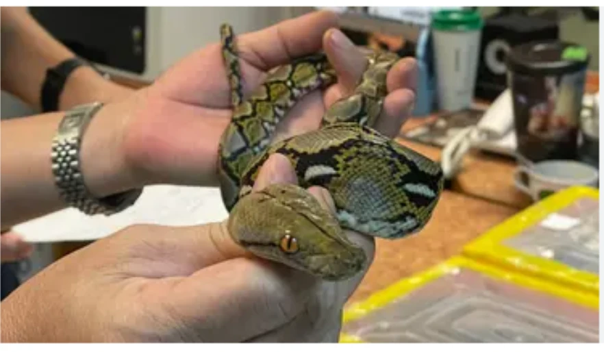 Man in China caught smuggling 100 live snakes in his trousers